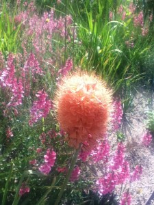 orange garden flower