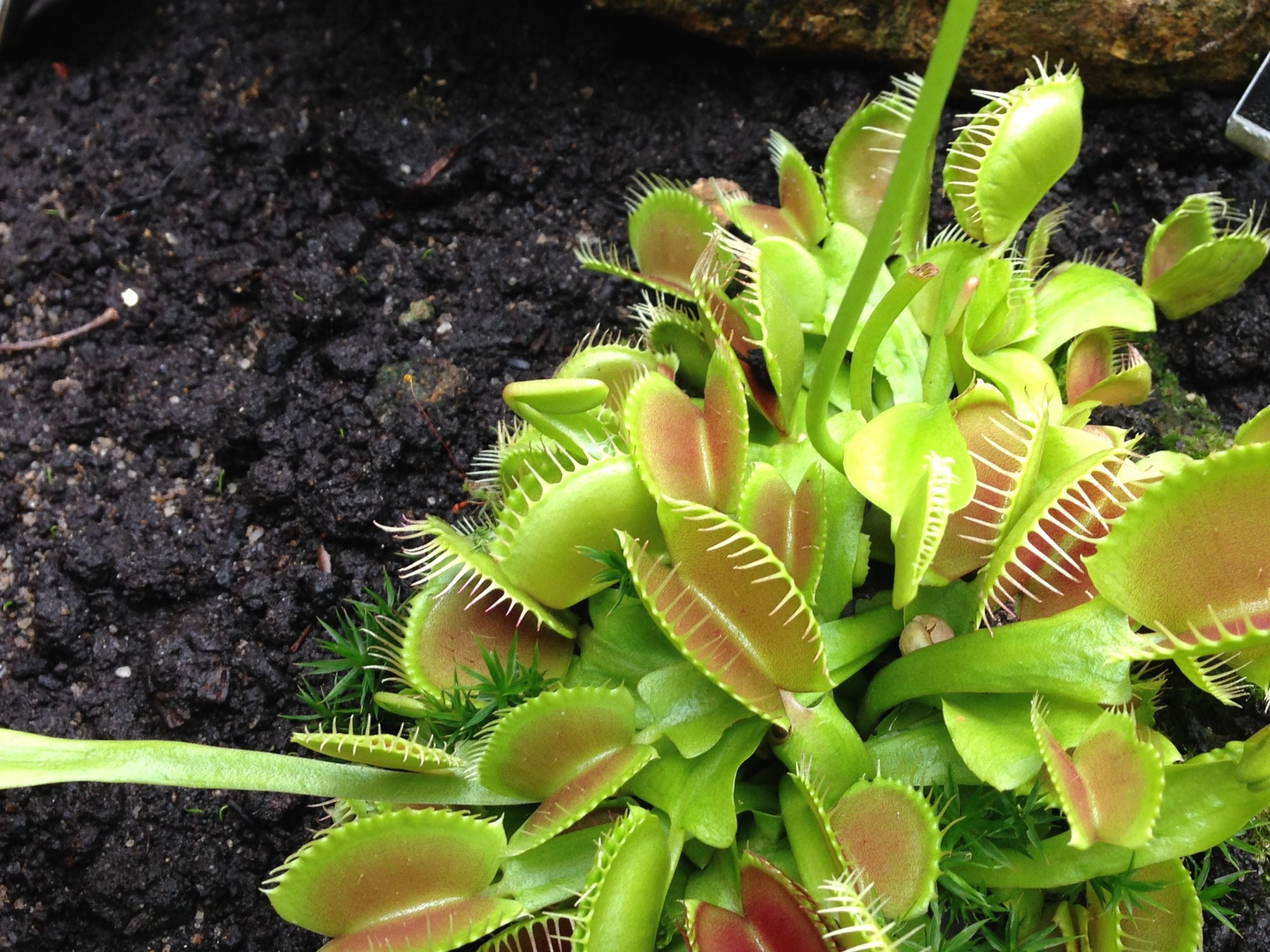 carnivorous plant