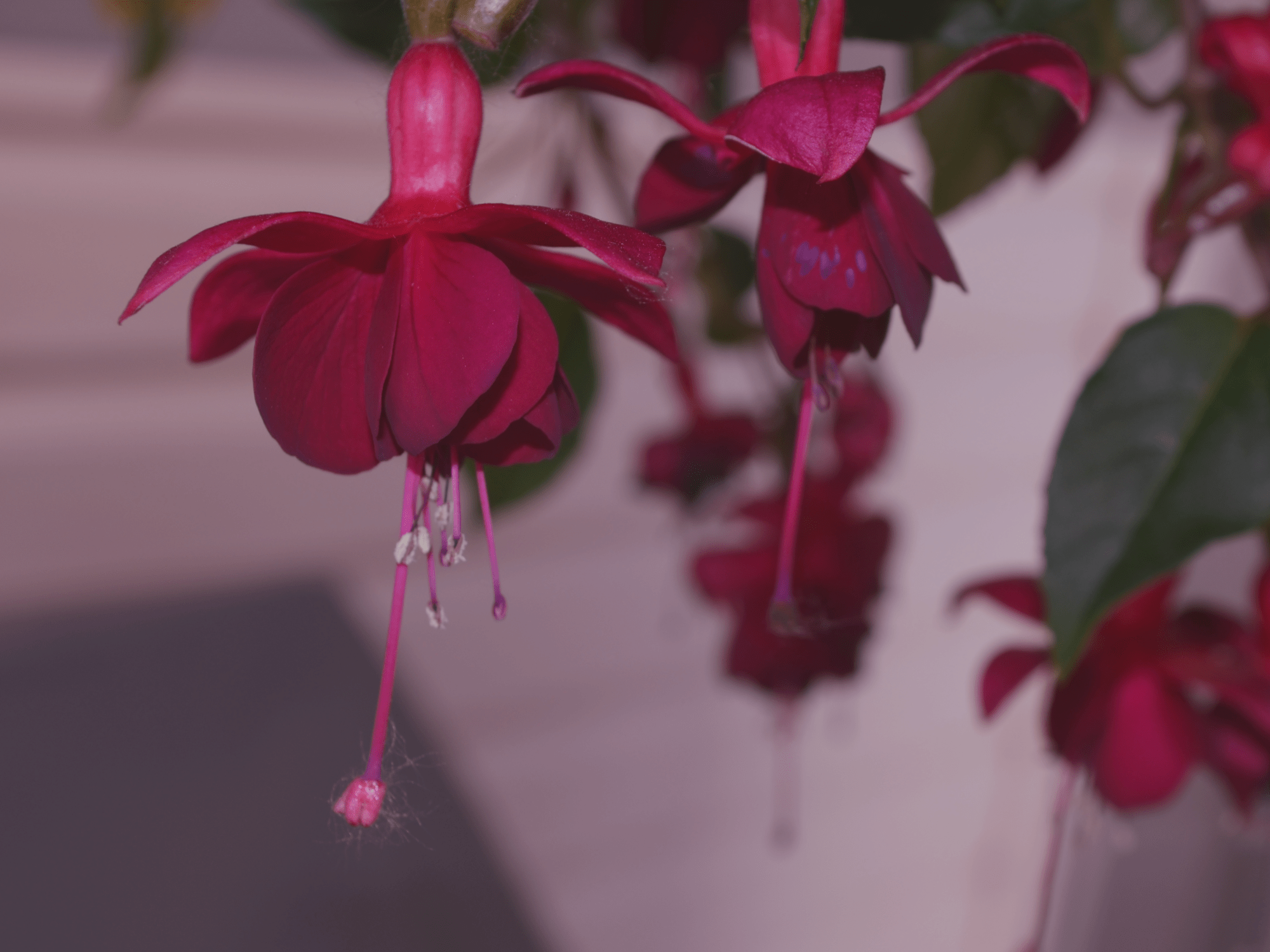 Fuchsia