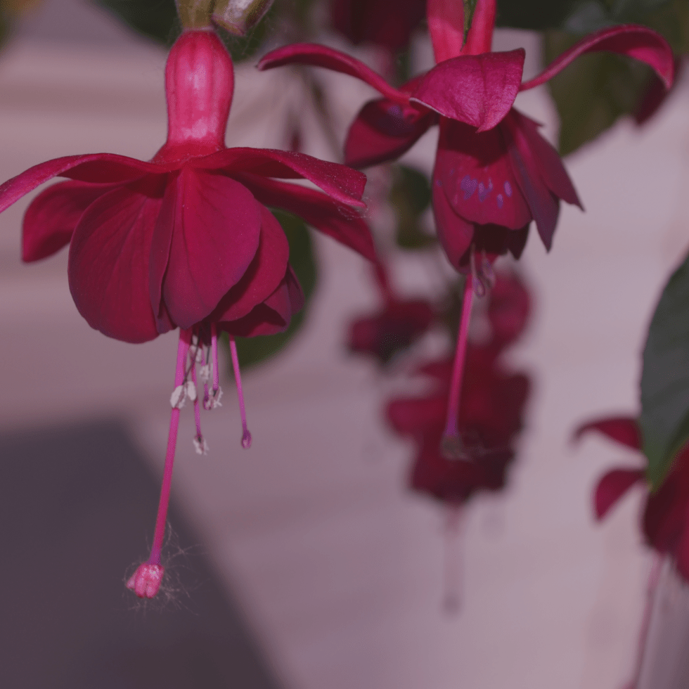 Fuchsia