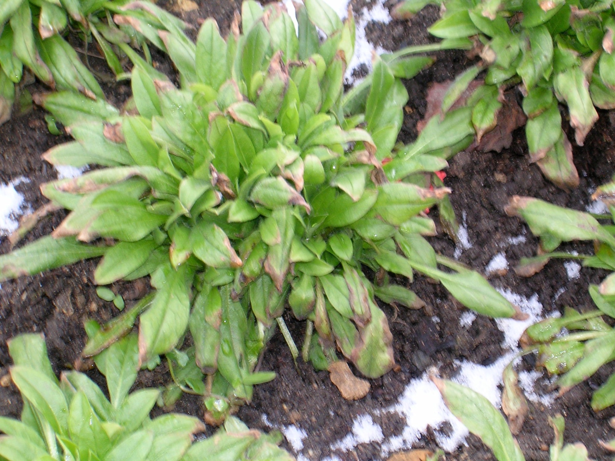 green plant with frost