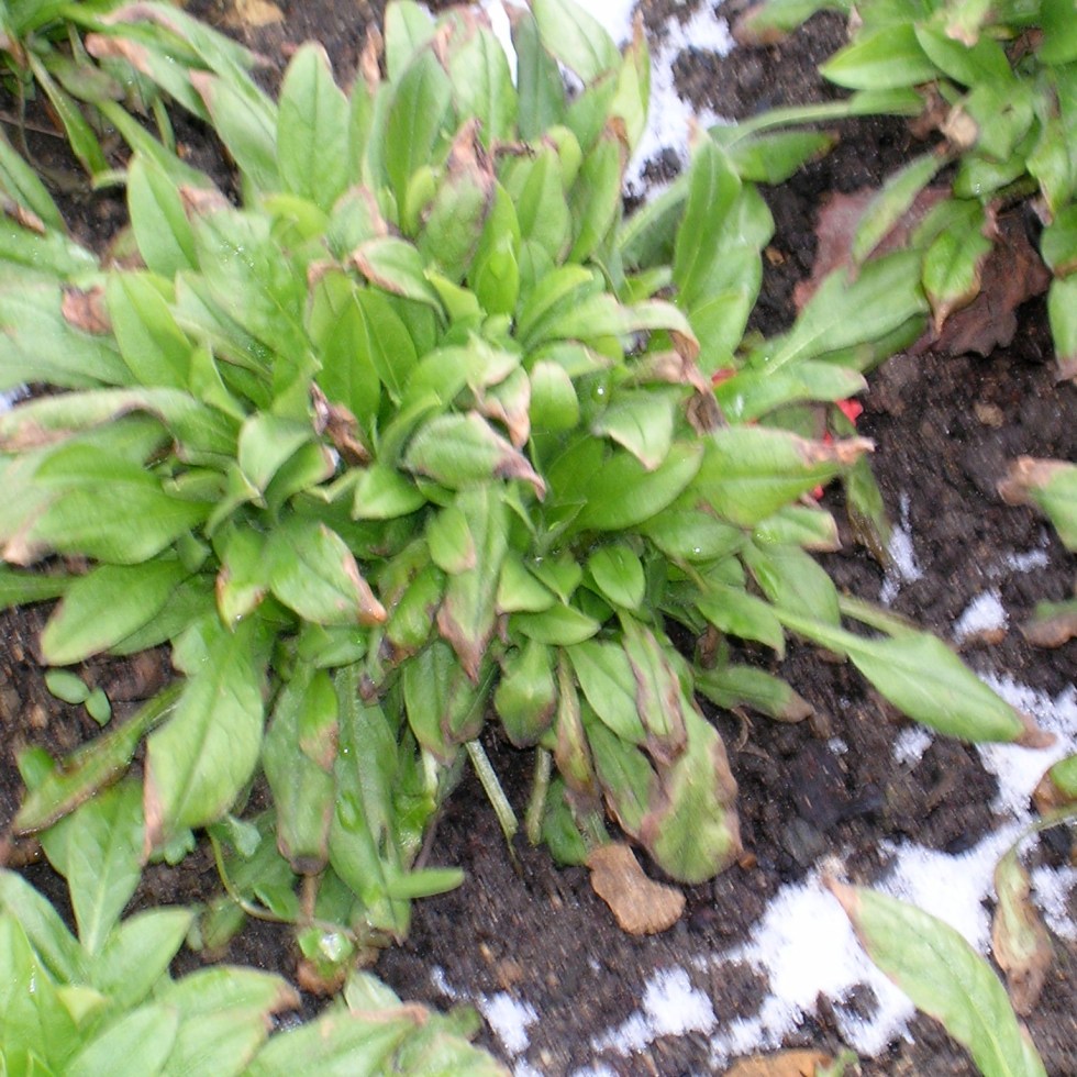 green plant with frost