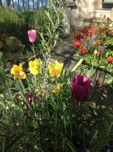 multi coloured flowers
