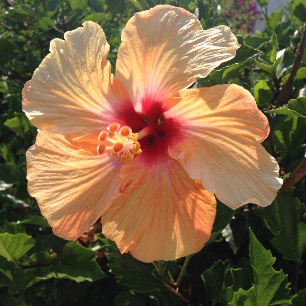 pretty flower apricot